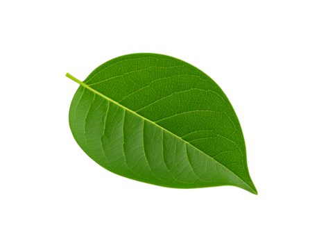 Single vibrant green leaf with intricate vein patterns and a smooth rounded shape