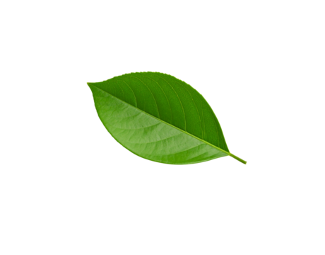 Single vibrant green leaf with intricate vein patterns and smooth edges