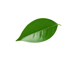 Obraz premium Single vibrant green leaf with prominent veins and a pointed tip