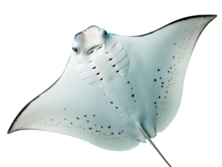 electric ray png sea animal png aquatic creature png stingray png ocean ray png underwater electric fish png transparent background image