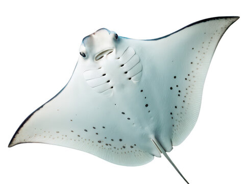 electric ray png sea animal png aquatic creature png stingray png ocean ray png underwater electric fish png transparent background image
