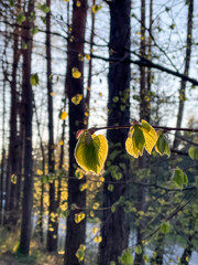 Close-up young leaves that just grew on tree in spring, setting sun highlights them from behind
