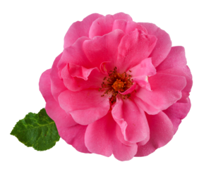 Wonderful magenta rose with dewdrops in top view. Garden flower cut out, including clipping path.