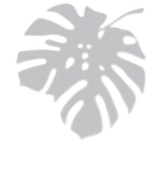 Soft monstera leaf shadows on a light surface, creating a simple, natural feel.