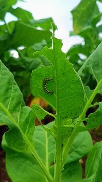 Close-up view of a caterpillar eating a tobacco leaf.
