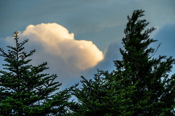 Clouds Framed by Japanese Trees in Hakone, Japan