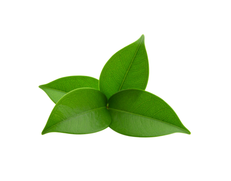 Three vibrant green leaves showcasing intricate vein patterns in a triangular arrangement