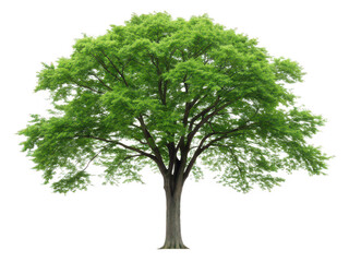 Obraz premium elm tree png deciduous tree png hardwood tree png shade tree png forest tree png botanical tree png transparent background image