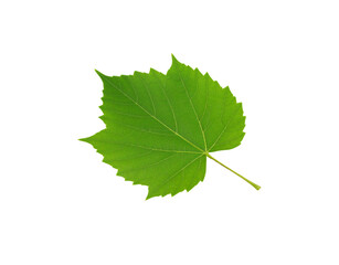 Fototapeta premium Vibrant green grape leaf with detailed veins and serrated edges on a short stem