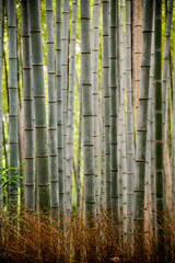 Fototapeta premium Vertical, Bamboo Forest in Kyoto, Japan