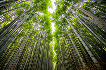 Fototapeta premium Horizontal, Bamboo Forest in Kyoto, Japan
