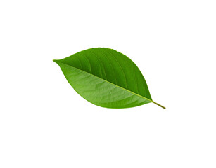 Obraz premium Vibrant green leaf displaying intricate vein patterns and a pointed tip