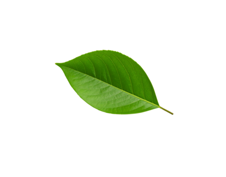 Vibrant green leaf displaying intricate vein patterns and a pointed tip