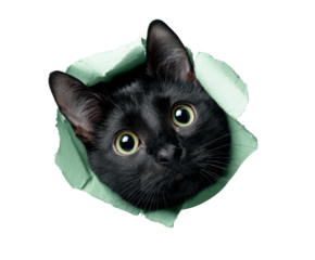 Curious black cat peeking through torn paper for playful fun