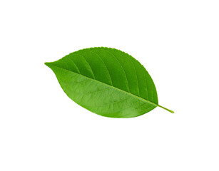 Obraz premium Vibrant green leaf with detailed veins and serrated edges isolated