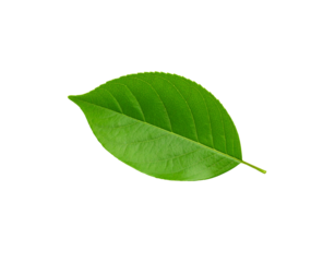 Vibrant green leaf with detailed veins and serrated edges isolated