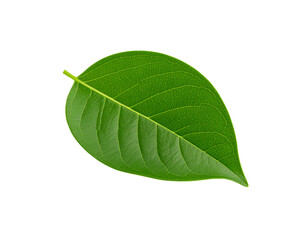 Obraz premium Vibrant Green Leaf with Detailed Veins and Smooth Edges on Transparent Backdrop (1)