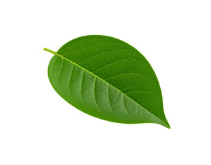 Obraz premium Vibrant Green Leaf with Detailed Veins and Smooth Edges on Transparent Backdrop