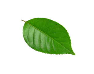 Vibrant green leaf with detailed venation and serrated edges isolated (4)