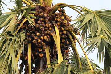There are many toddy palm fruits on the toddy palm trees ready to be harvested for consumption.