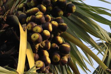 There are many toddy palm fruits on the toddy palm trees ready to be harvested for consumption.