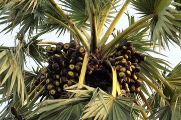 There are many toddy palm fruits on the toddy palm trees ready to be harvested for consumption.