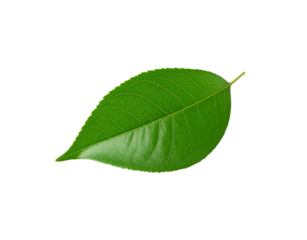 Vibrant green leaf with detailed venation and serrated edges isolated (5)