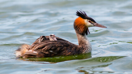 great crested grebe