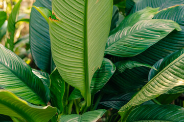 Close-up petal of white flower on background green leaves Spathiphyllum cochlearispathum