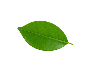 Obraz premium Vibrant green leaf with detailed venation and smooth edges isolated (5)