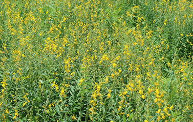 Eye-catching Yellow Sunn Hemp or Crotalaria Juncea in the Sunshine Field