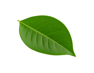 Vibrant green leaf with detailed venation and smooth edges isolated (9)