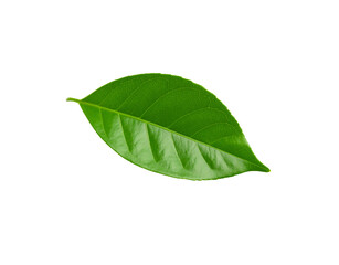 Obraz premium Vibrant green leaf with detailed venation and smooth edges isolated studio shot