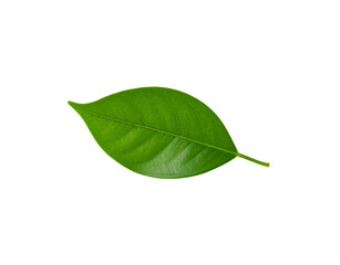 Fototapeta premium Vibrant green leaf with detailed venation showcasing natural textures and organic form