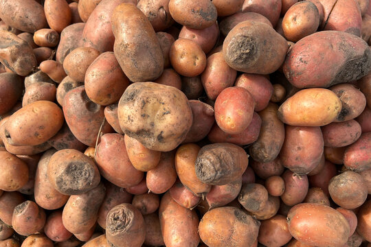 Damaged, spoiled potatoes, unhealthy vegetables. Sick, disease, late blight. Rotten harvest. Crop failure. Tuber affected by bacterial decay. Helminthosporium solani.