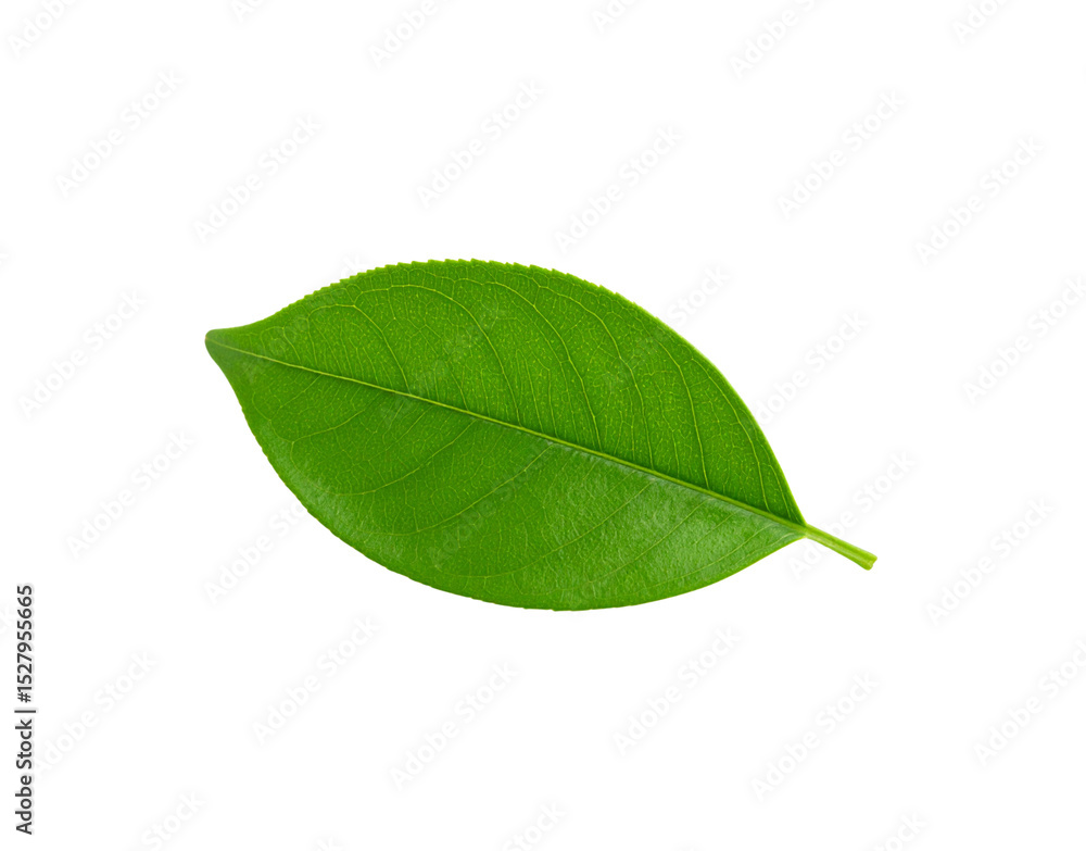 Poster vibrant green leaf with intricate vein patterns and a delicate pointed tip