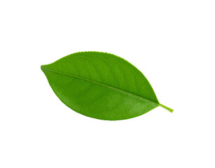 Obraz premium Vibrant green leaf with intricate vein patterns and a delicate pointed tip
