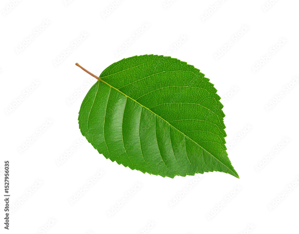 Poster vibrant green leaf with intricate vein patterns and a pointed tip isolated