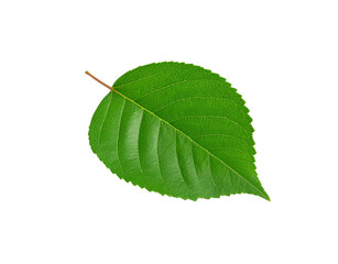 Obraz premium Vibrant green leaf with intricate vein patterns and a pointed tip isolated