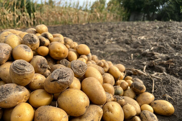 Damaged, spoiled potatoes, unhealthy vegetables. Sick, disease, late blight. Rotten harvest. Crop failure. Tuber affected by bacterial decay. Helminthosporium solani.