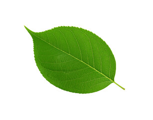 Obraz premium Vibrant green leaf with intricate vein patterns and serrated edges isolated (2)
