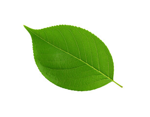 Obraz premium Vibrant green leaf with intricate vein patterns and serrated edges isolated (1)