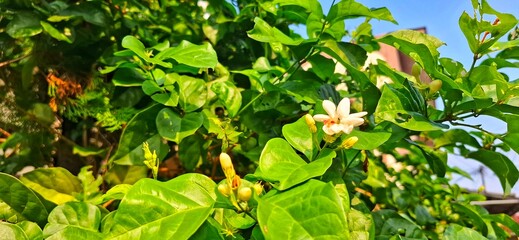 Fragrant white jasmine flowers and buds amidst lush green leaves, bathed in warm sunlight. Perfect for nature, garden, and botanical themes. #JasmineFlower #GardenBeauty