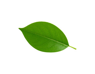 Obraz premium Vibrant green leaf with intricate venation and a slender stem detail