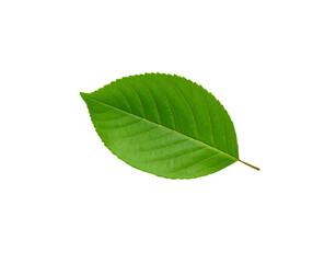 Obraz premium Vibrant green leaf with intricate venation and serrated edges isolated (2)