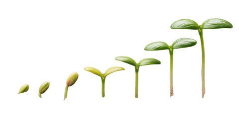 Cinematic Growth Chart of Seedlings Emerging from Soil