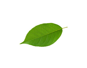 Obraz premium Vibrant green leaf with intricate venation and serrated edges isolated