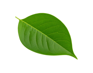 Vibrant green leaf with intricate venation showcasing natural textures and organic form (1)