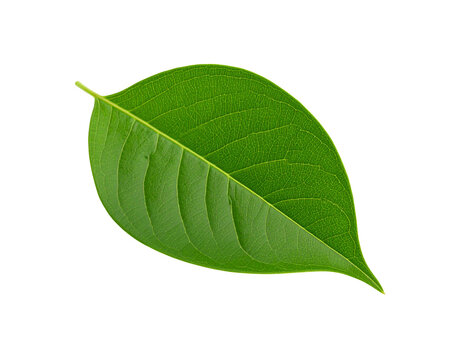 Vibrant green leaf with intricate venation showcasing natural textures and organic form (1)