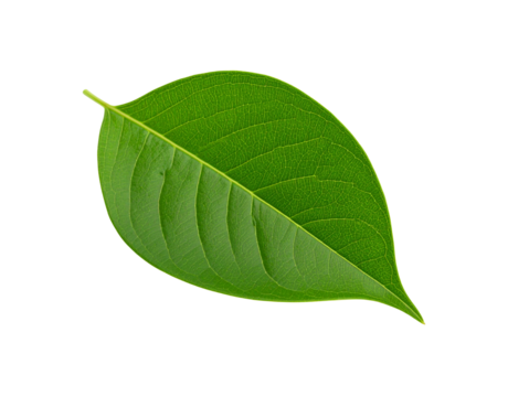 Vibrant green leaf with intricate venation showcasing natural textures and organic form (1)